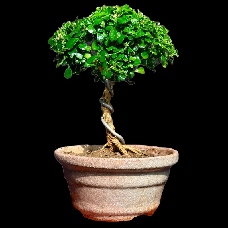 MURRAYA DWARF MINIATURE KAMINI